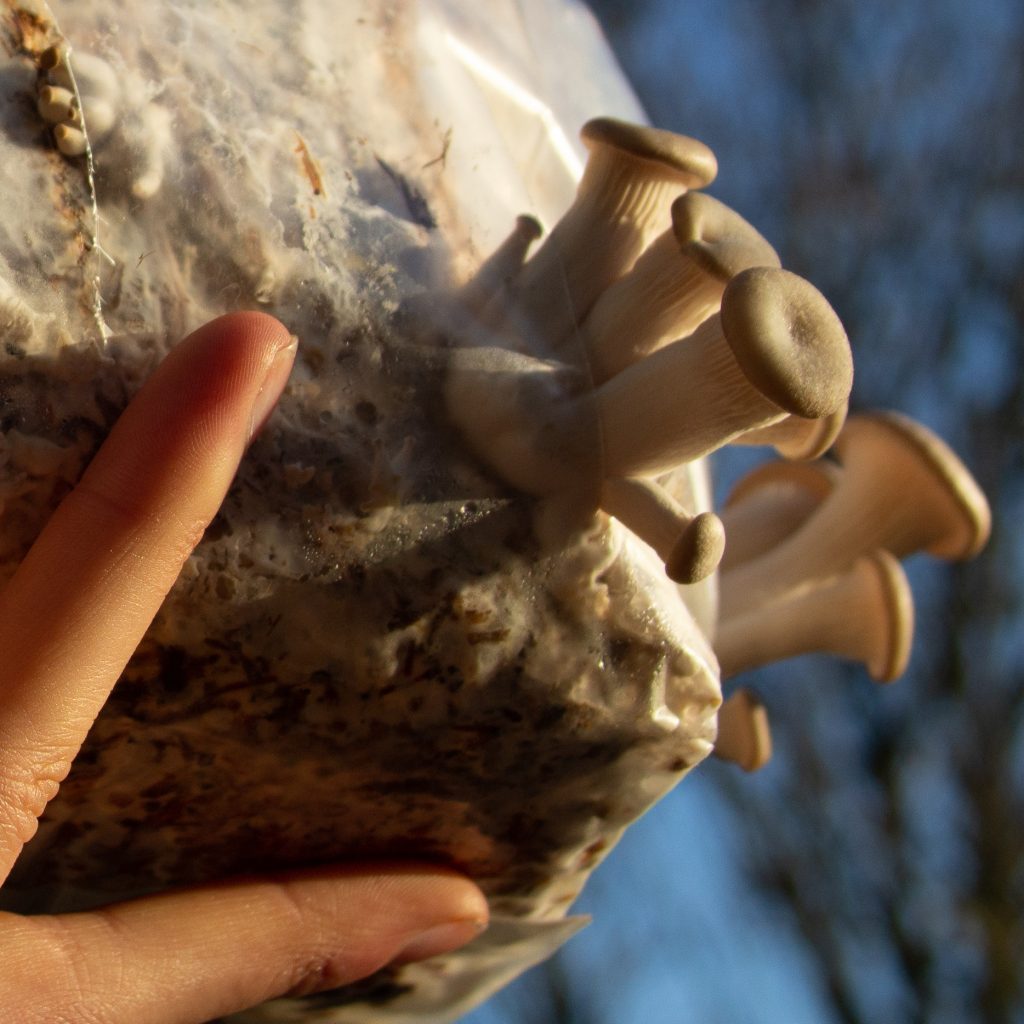 Growing Oyster mushrooms